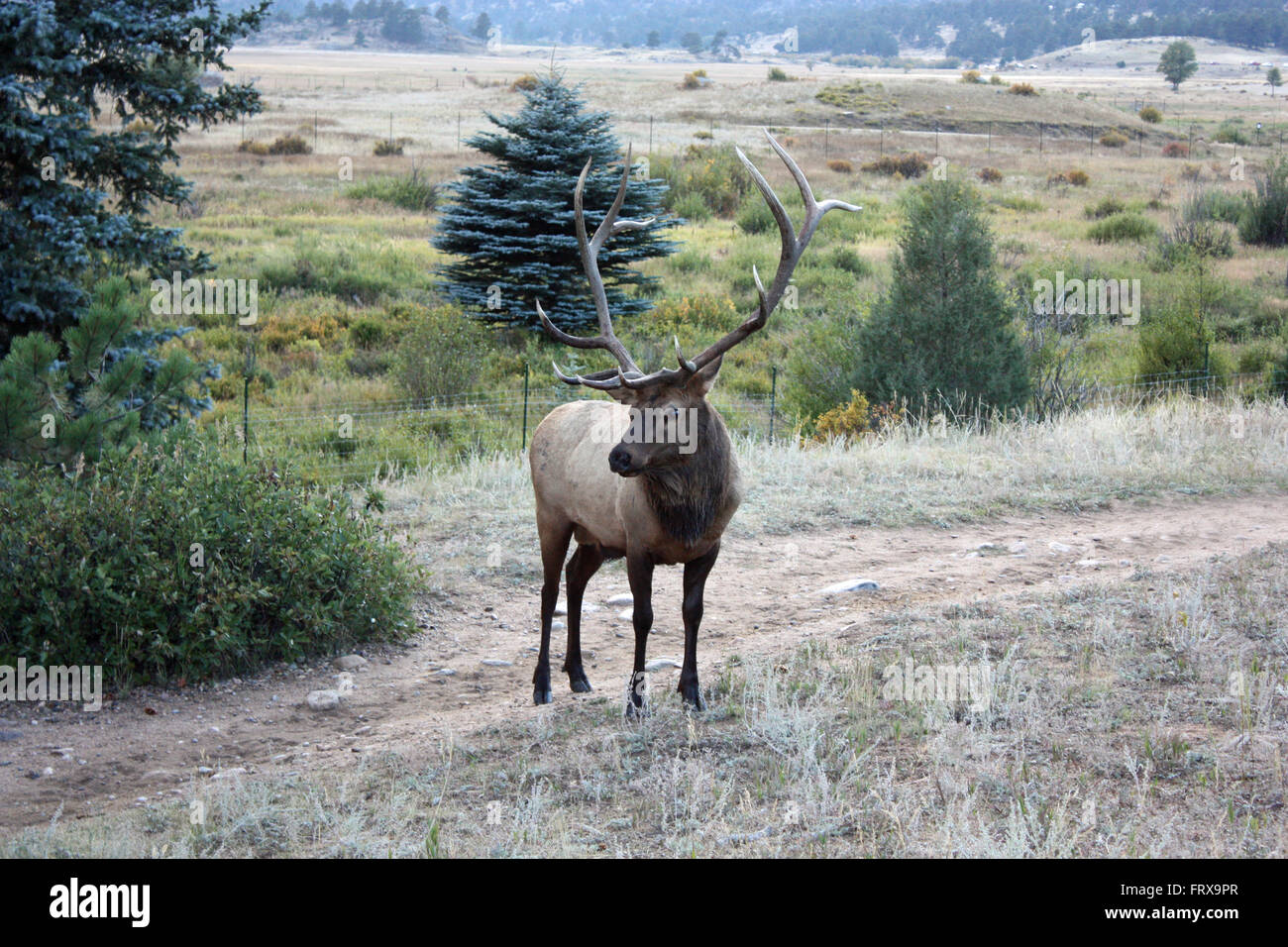 Rocky Mountain Elk Stockfoto