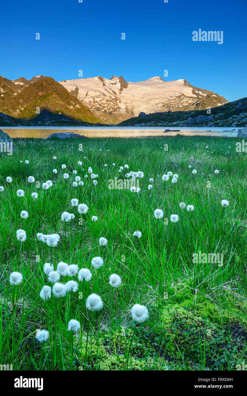 Wollgras am See Gruensee mit Plattenkogel, Kleinvenediger und Großvenediger im Hintergrund, Nationalpark Hohe Tauern, Tirol, Österreich Stockfoto