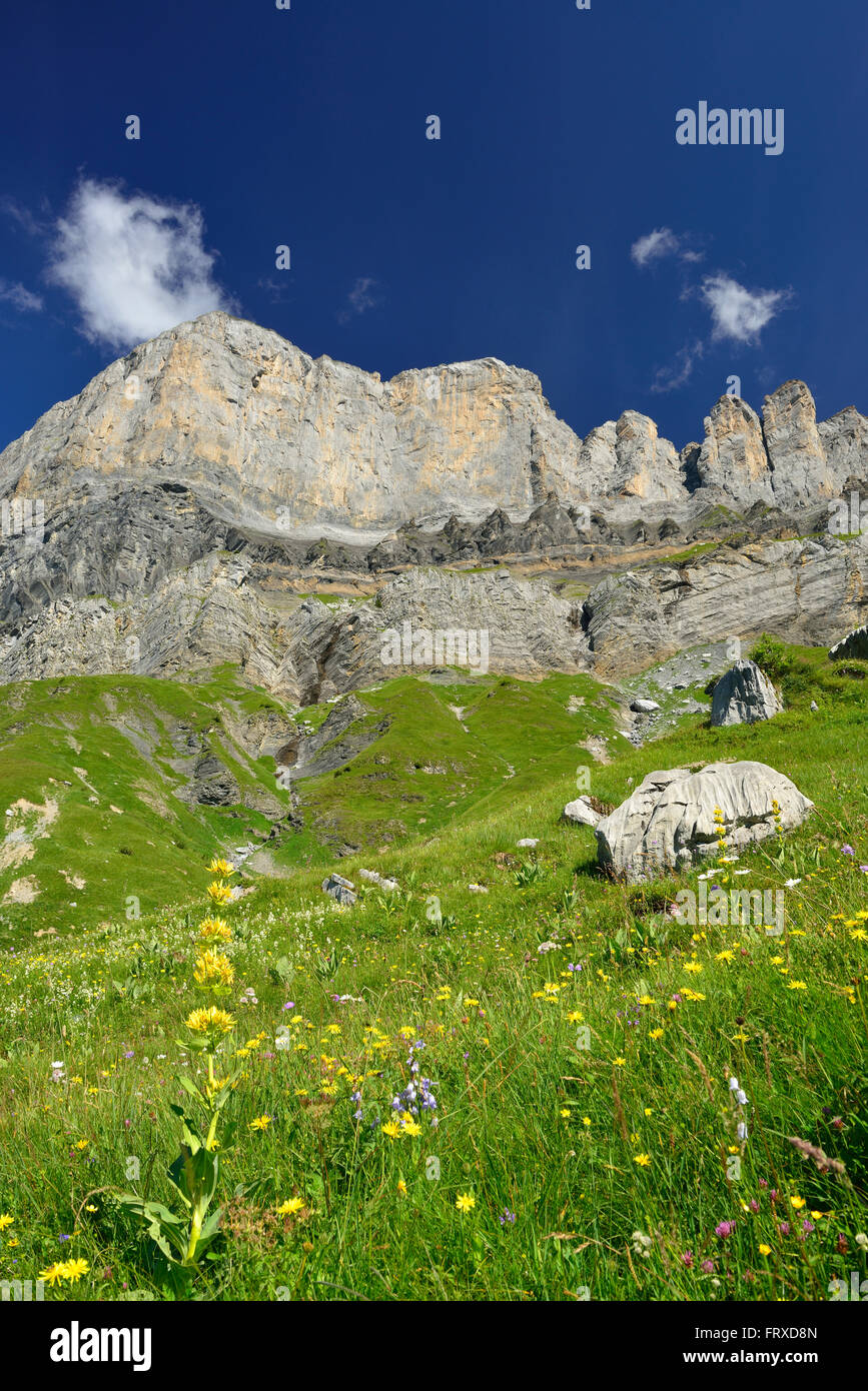 Blick über Wiese Blumen Pointes d Ayeres Sud und Pointes d Ayeres Nord, Passy Nature Reserve, Haute-Savoie Rhone-Alpes, Frankreich Stockfoto