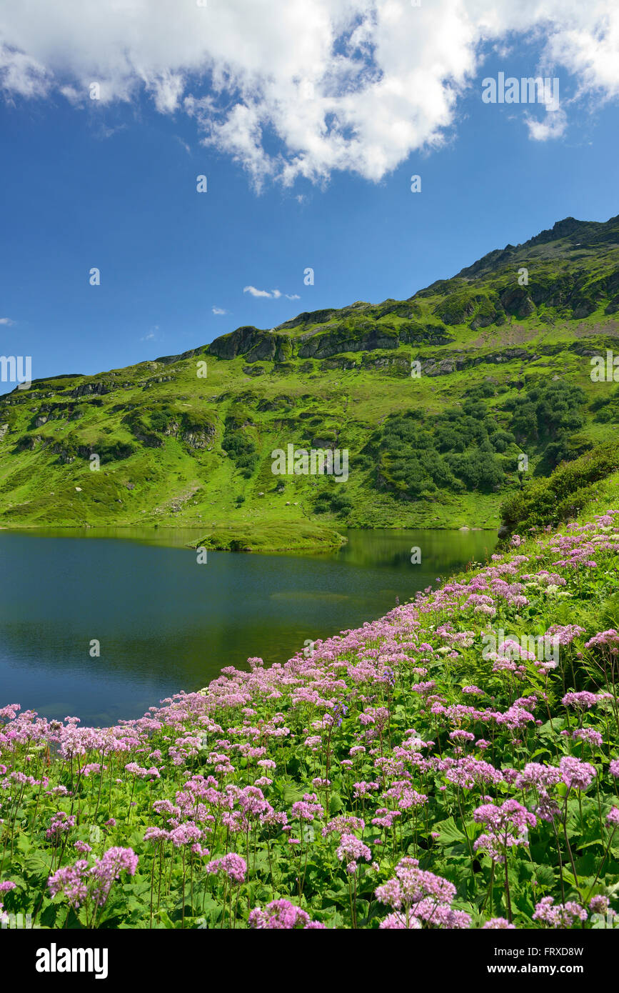 Wiese Blumen am See Lac de Pormenaz, Passy Nature Reserve, Haute-Savoie Rhone-Alpes, Frankreich Stockfoto