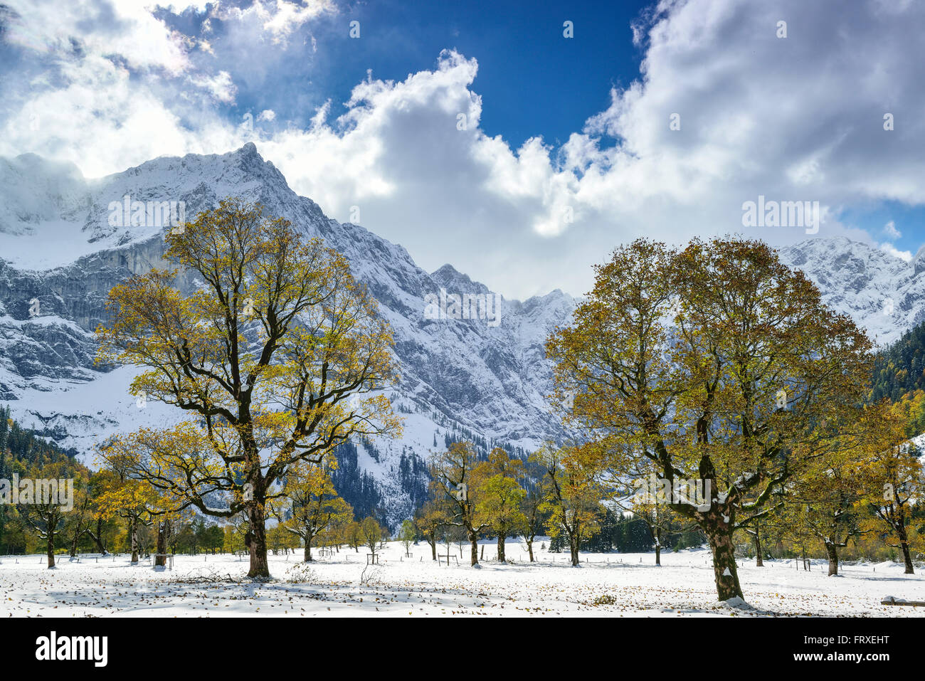 Verschneite Ahornbäume mit Karwendel im Hintergrund, Grosser Ahornboden, Karwendel, Eng, Naturschutzgebiet Karwendel reichen, Tirol, Österreich Stockfoto