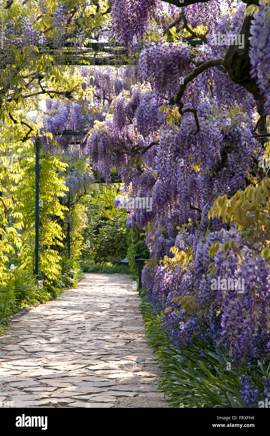 Wisteria Floribunda, japanische Wisteria, Deutschland, Europa Stockfoto