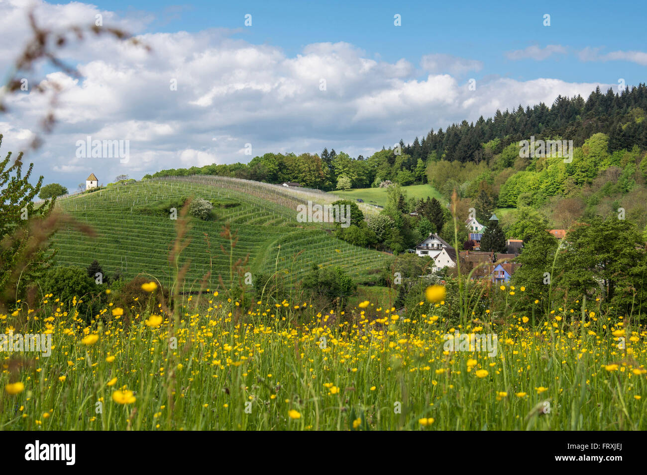 Wiese in der Nähe von Müllheim, Schwarzwald, BadenWürttemberg, Deutschland Stockfotografie Alamy
