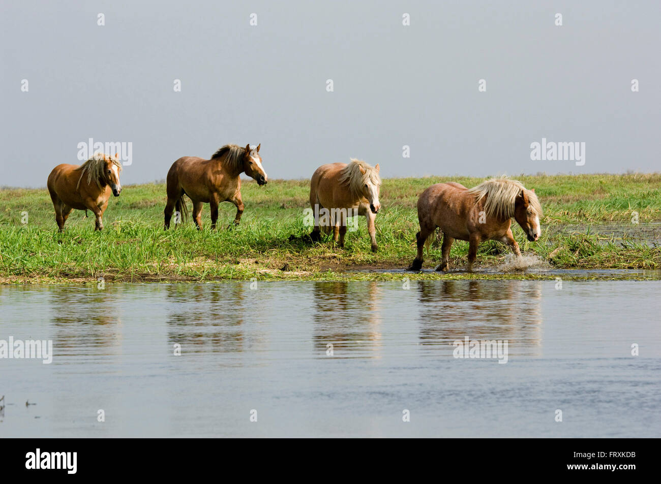 Pferde, Nationalpark Biebrza-Flusstal, Podlaskie Woiwodschaft, Polen Stockfoto