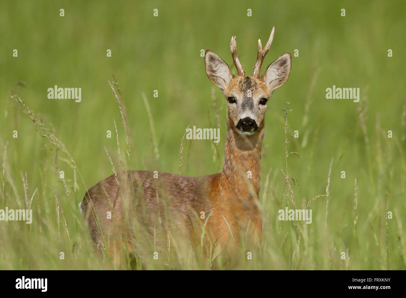 Reh ( Capreolus capreolus ), erwachsener Bock, stehend im Hochsommergras, beobachten aufmerksam die Tierwelt, Europa. Stockfoto