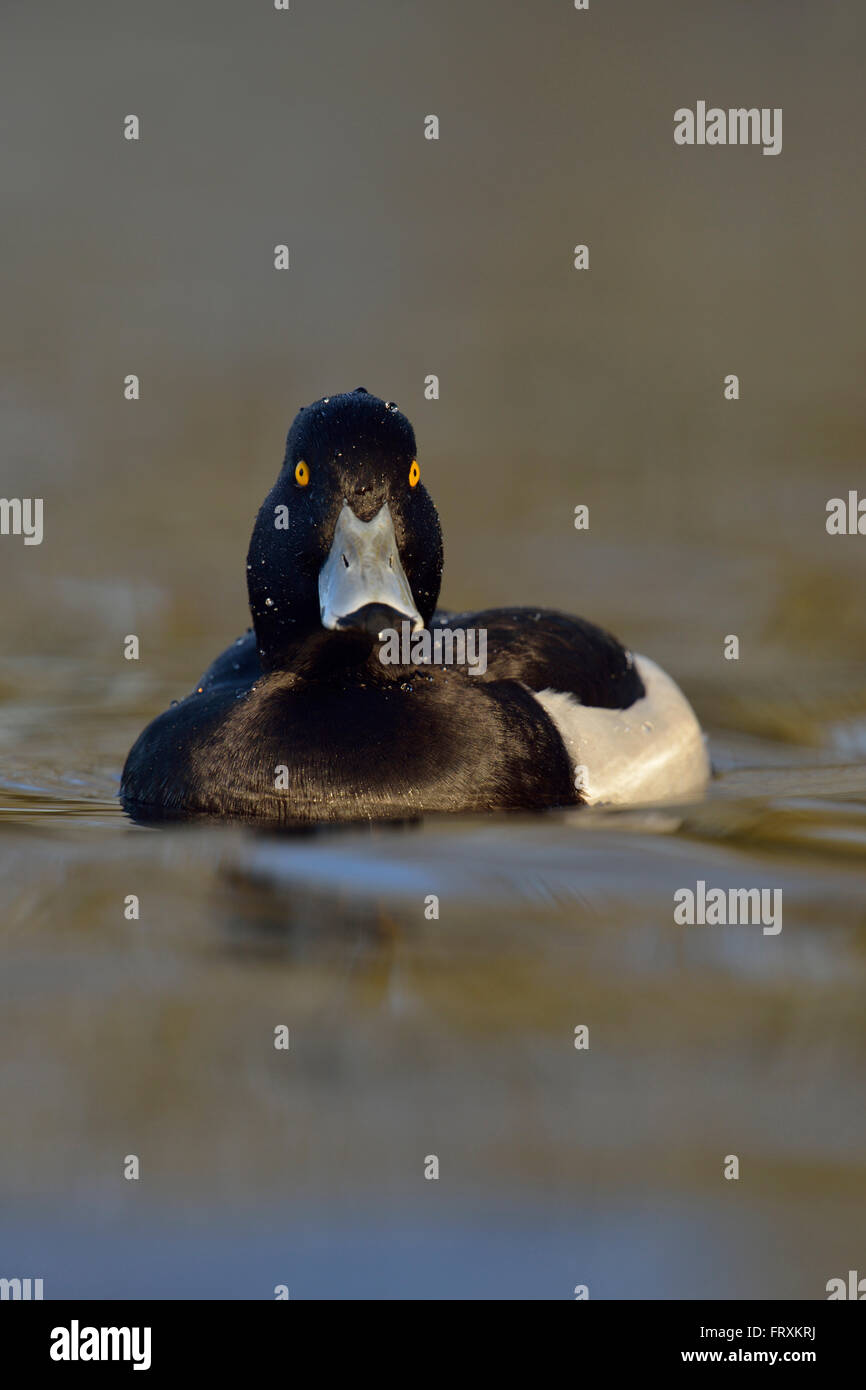 Getuftete Ente ( Aythya fuligula ), erwachsener drake im Zuchtkleid, hellgelbe Augen, Schwimmen, lustige Frontalansicht, Tierwelt, Europa. Stockfoto