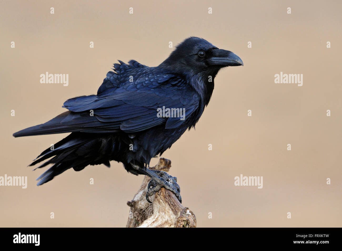 Gemeiner Rabe ( Corvus corax ), beeindruckender Erwachsener, vor sauberem Hintergrund, aufmerksam beobachten, Tierwelt, Europa. Stockfoto