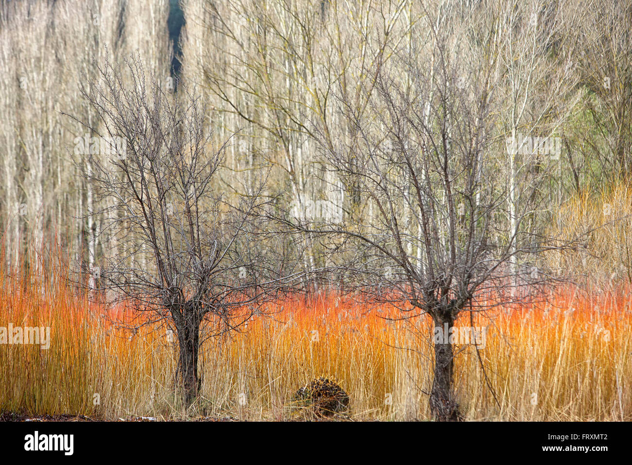 Spanien, Cuenca, Wicker Anbau in Canamares im Herbst Stockfoto