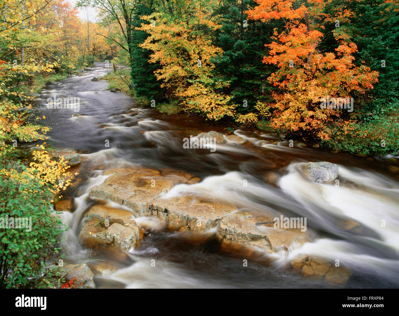 Strom fließt durch Wald In New Hampshire, Usa Stockfoto