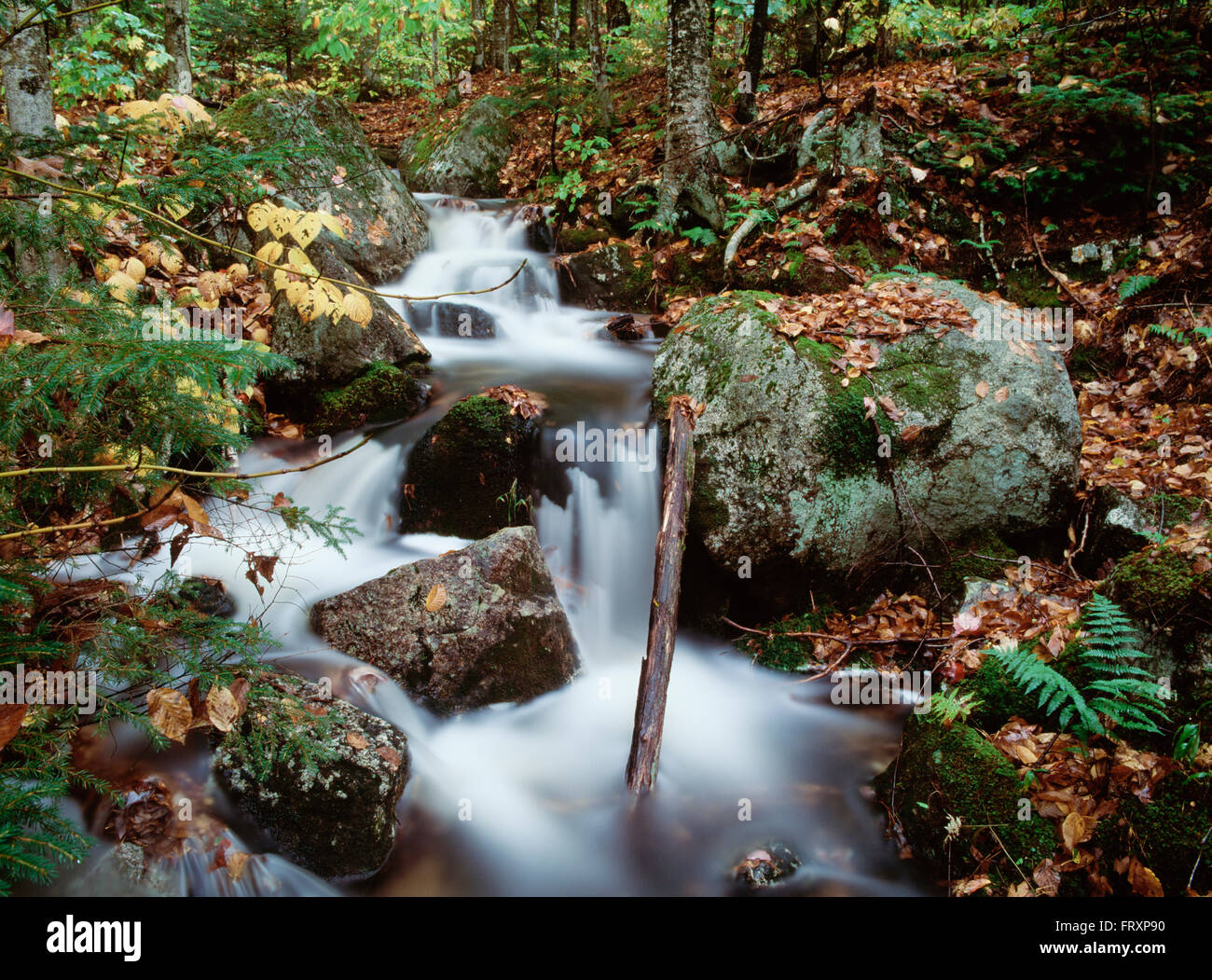 Strom fließt durch Wald In New Hampshire, Usa Stockfoto