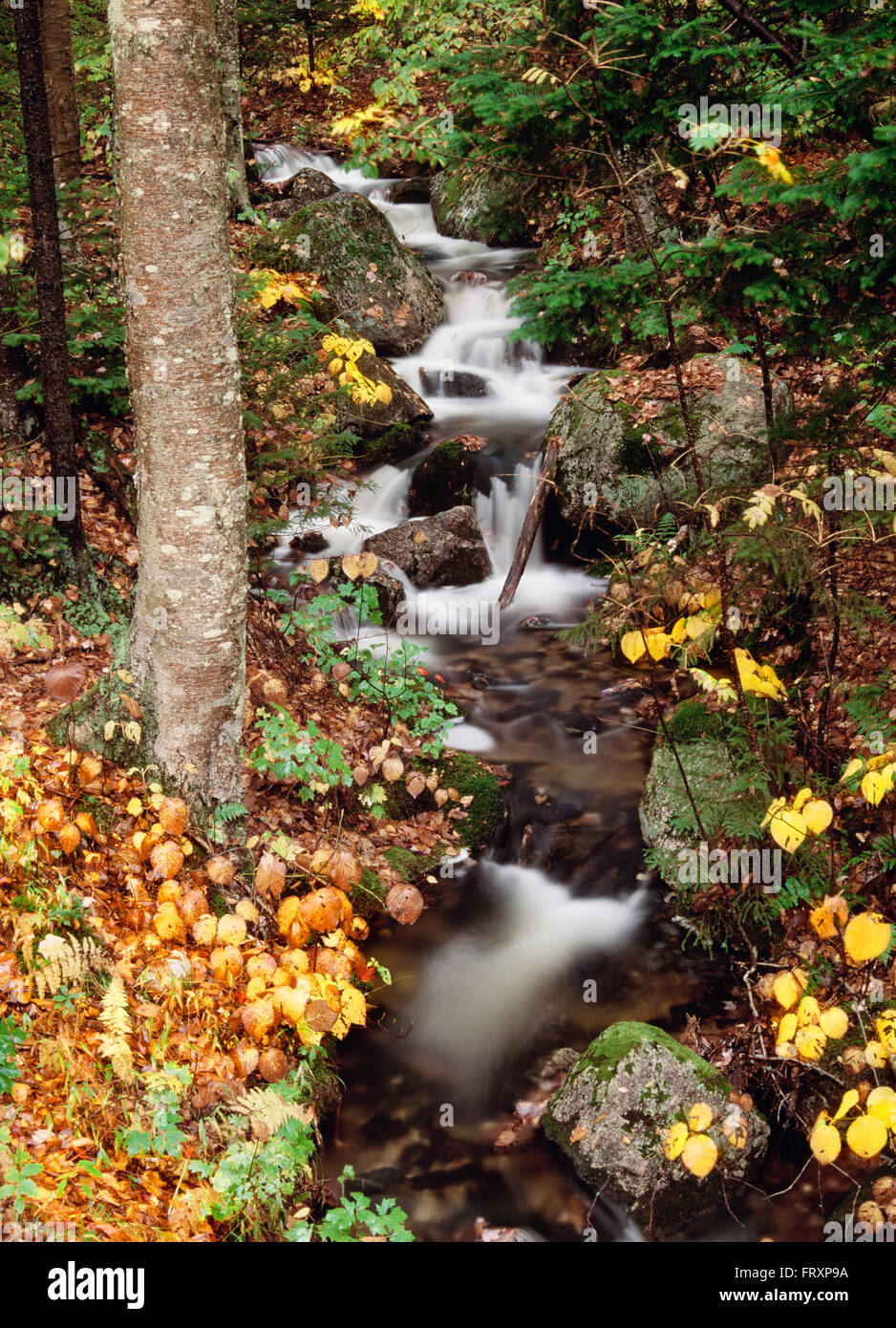 Strom fließt durch Wald im Herbst, New Hampshire, Usa Stockfoto