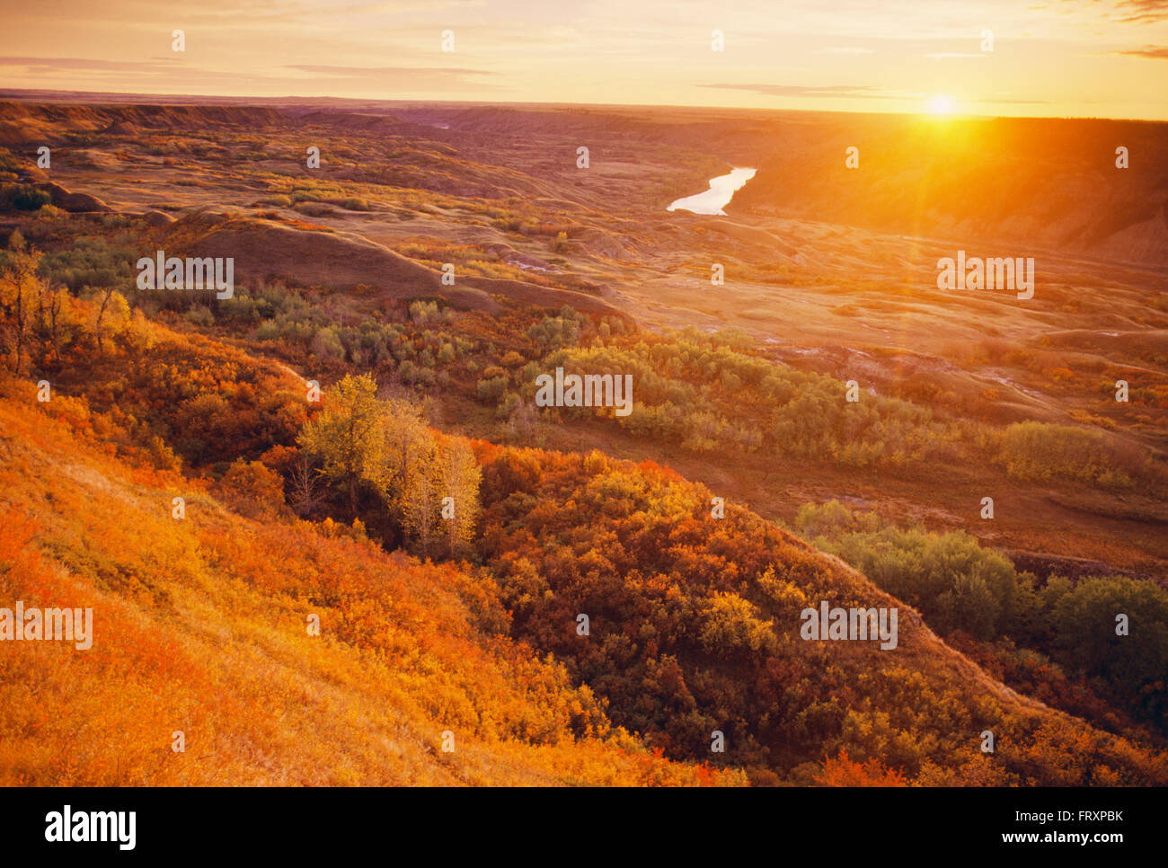 Sonnenaufgang über trockene Insel Buffalo Jump Provincial Park im Herbst, Alberta, Kanada Stockfoto