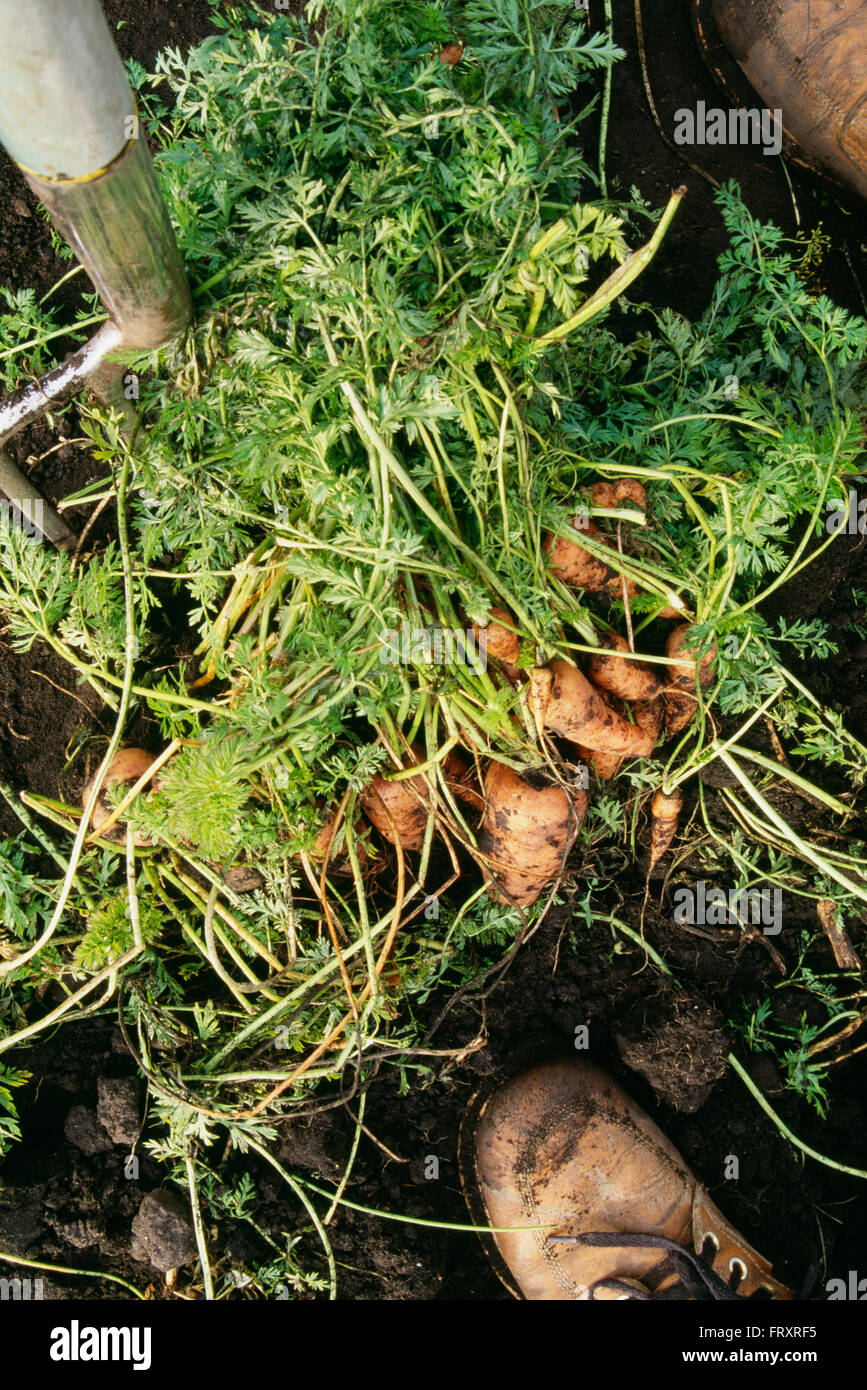 Karotten frisch aus einem Garten gegraben Stockfoto