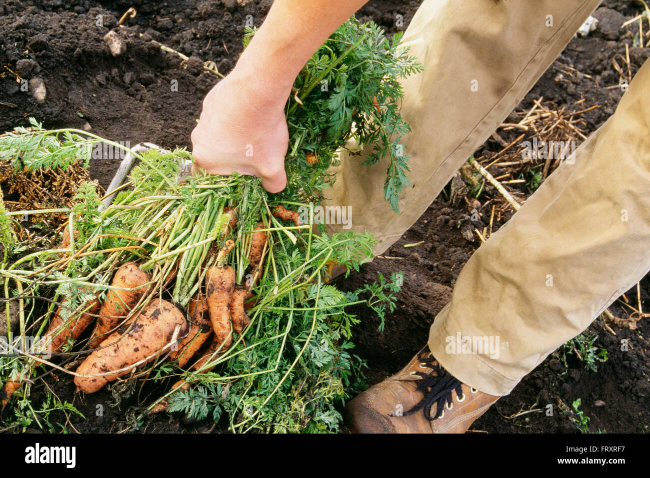 Karotten frisch gegraben, aus einem Garten Stockfoto