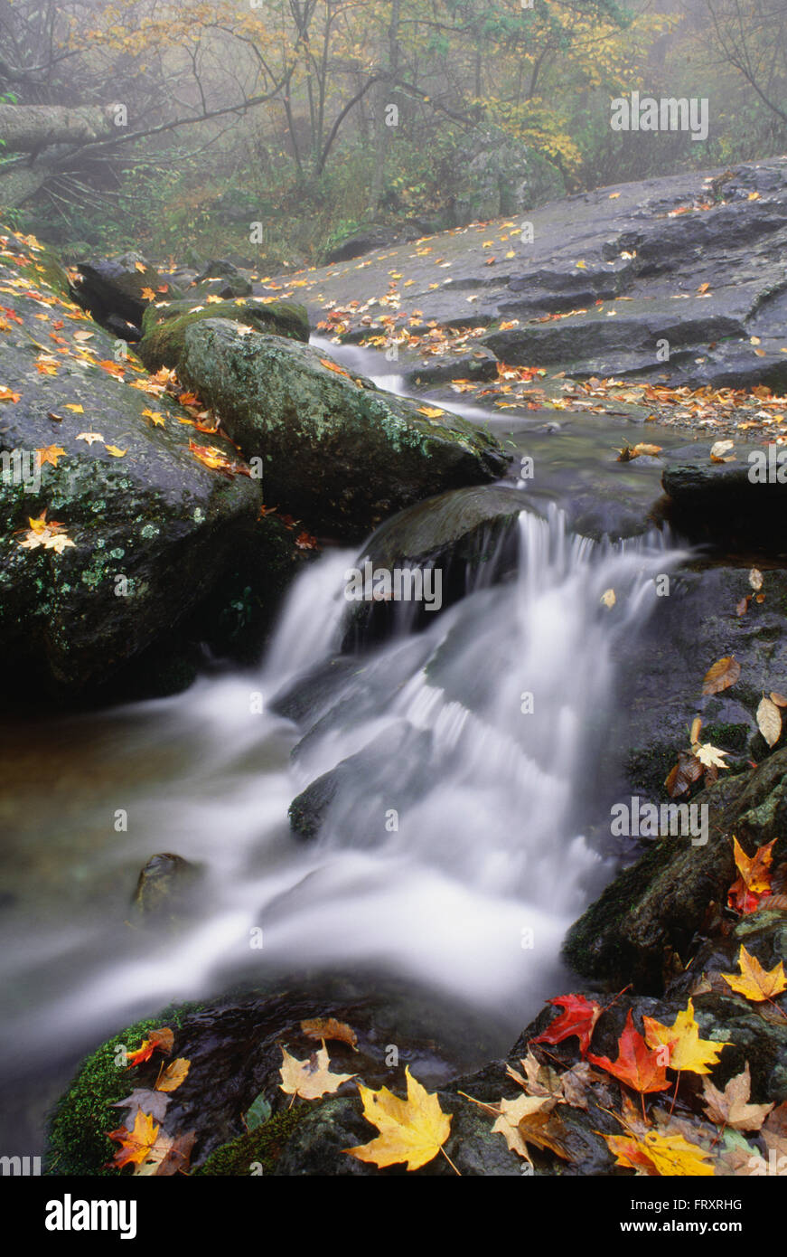 Kleiner Bach, Shenandoah-Nationalpark, Virginia, Vereinigte Staaten von Amerika Stockfoto