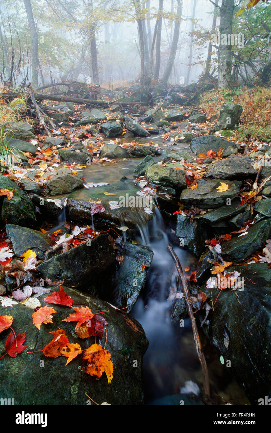 Kleiner Bach, Shenandoah-Nationalpark, Virginia, Vereinigte Staaten von Amerika Stockfoto