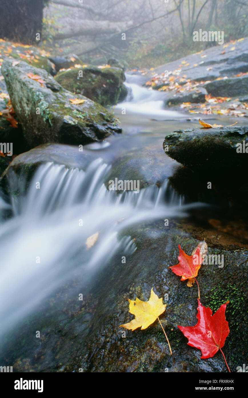 Kleiner Bach, Shenandoah-Nationalpark, Virginia, Vereinigte Staaten von Amerika Stockfoto