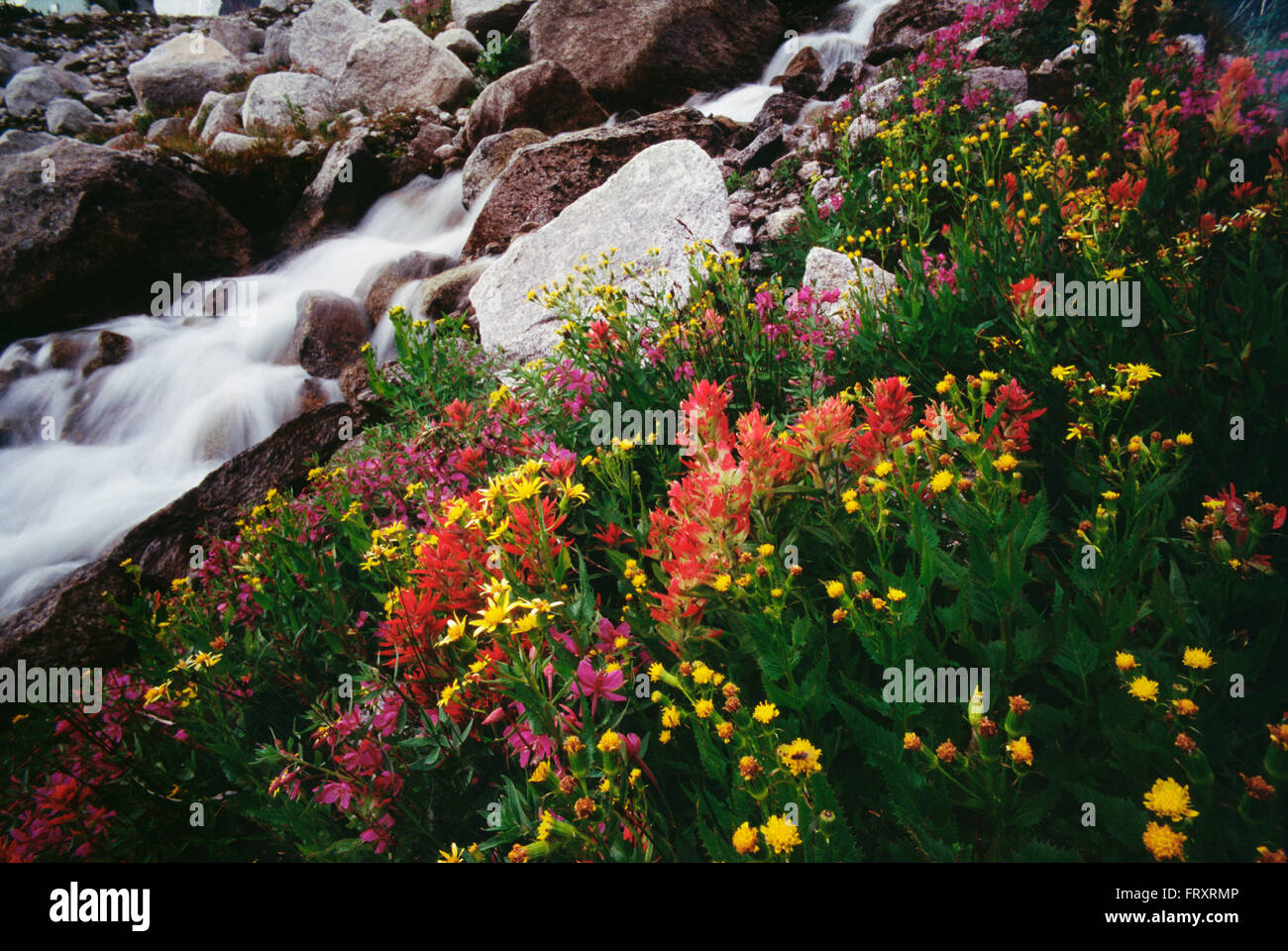 Stream und alpinen Wildblumen am Healy Pass, Banff Nationalpark, Alberta, Kanada Stockfoto