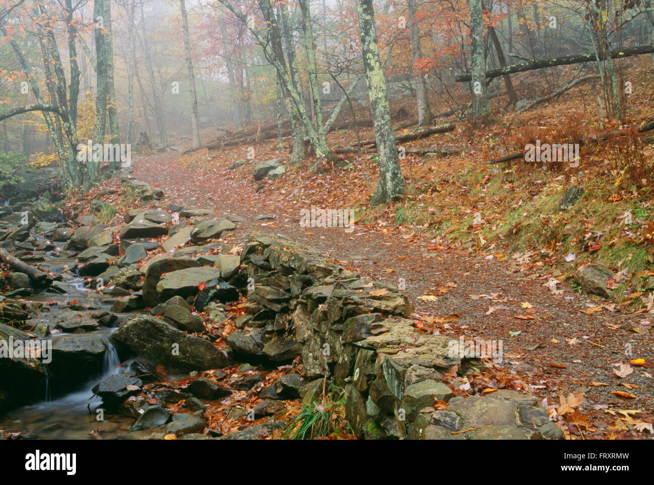 Waldweg, Shenandoah-Nationalpark, Virginia, Usa Stockfoto