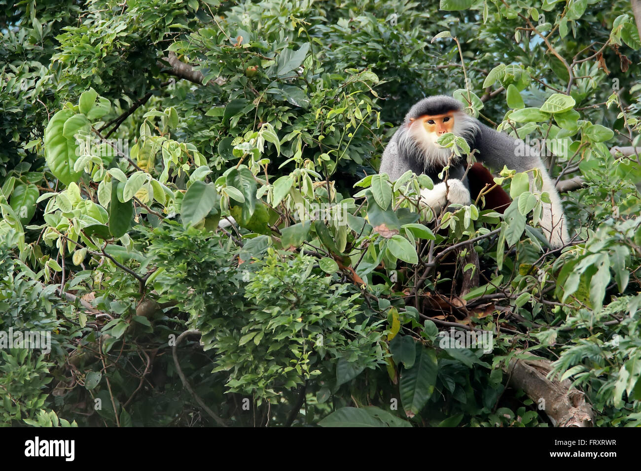 Rot-Schaft-Douc Languren in freier Wildbahn, diese Spezies ist eine endemische Primas in Vietnam und Laos Stockfoto