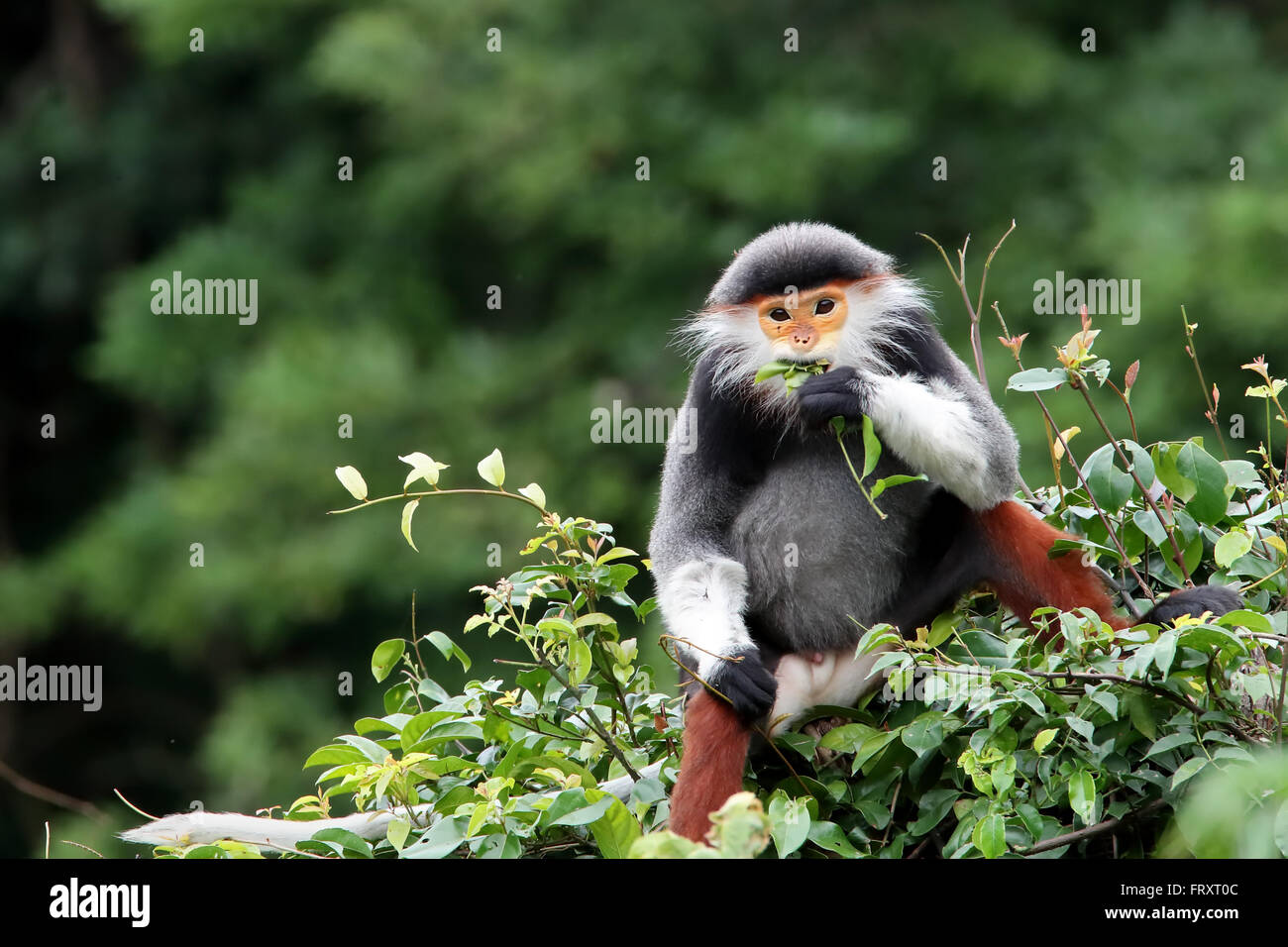 Eine unreife rote Schaft-Douc Languren in Vietnam Stockfoto