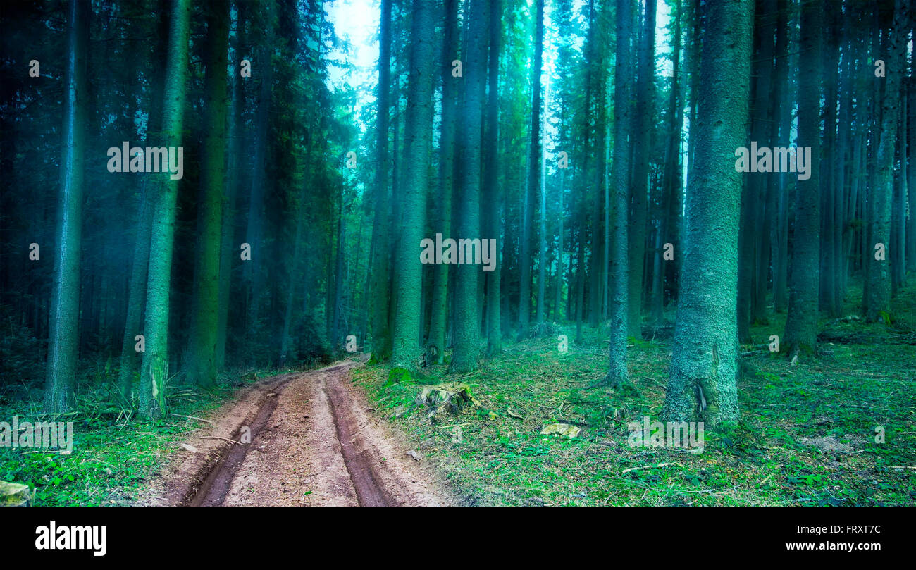 Straße in den nebligen geheimnisvollen Wald mit blauen magischen Nebel Stockfoto