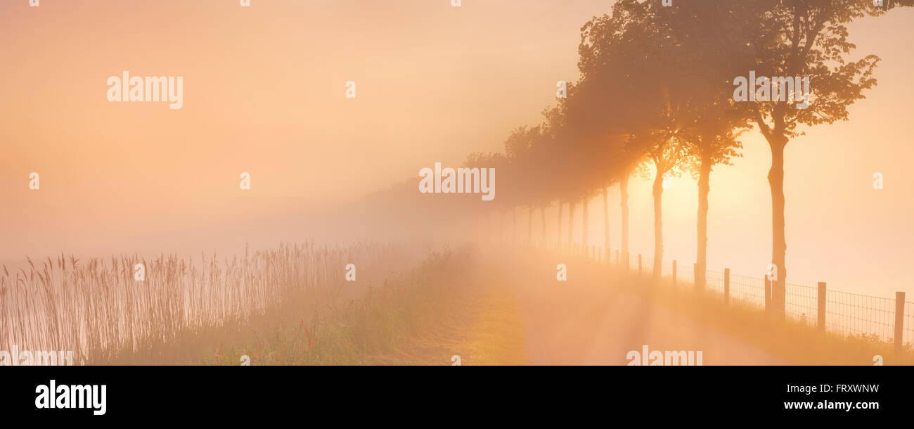 Ein nebliger Sonnenaufgang in typischen Polderlandschaft in Beemster in den Niederlanden. Stockfoto