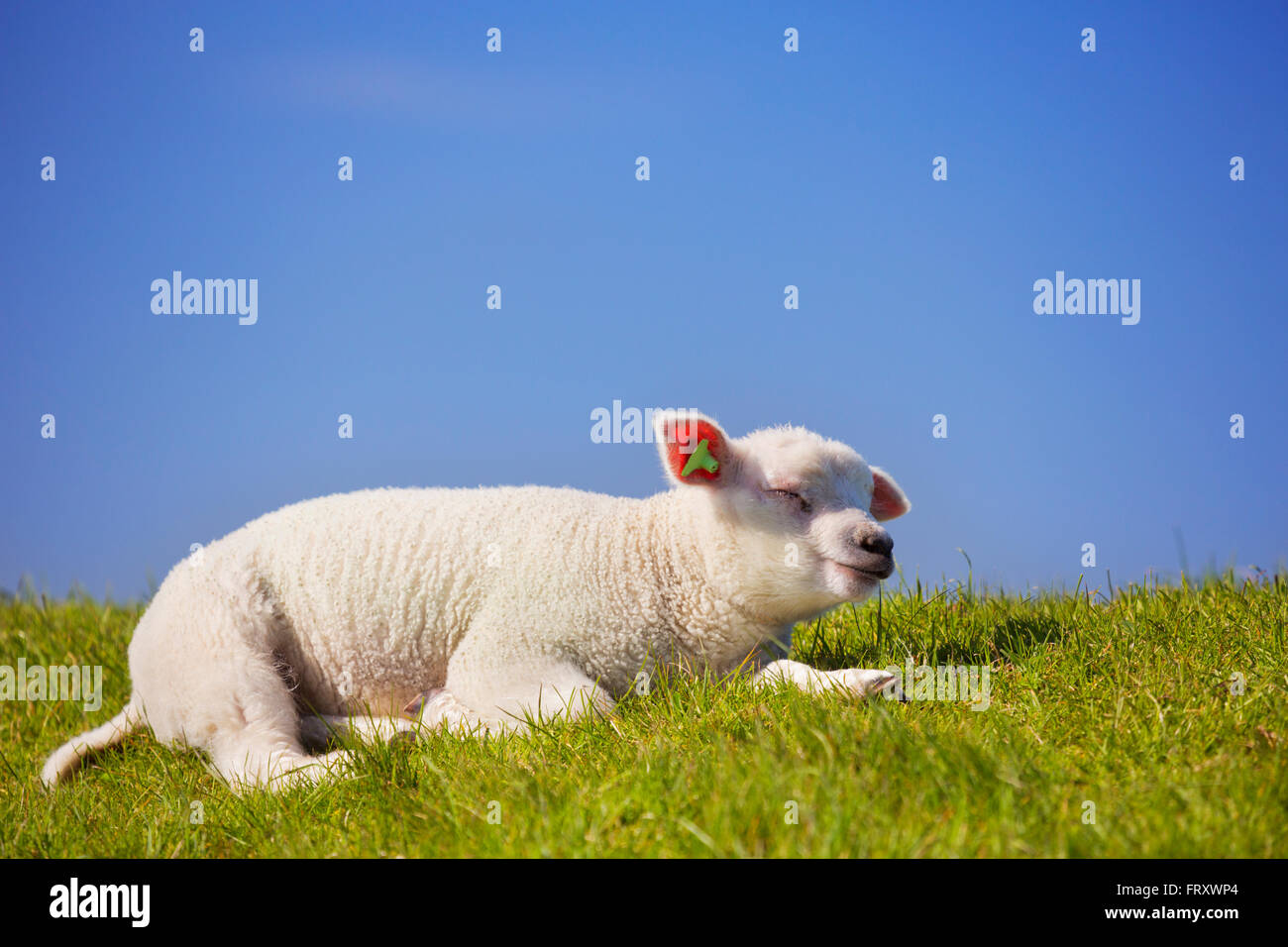 Eine niedliche wenig Lammfleisch von Texel liegen auf der Wiese auf der Insel Texel in den Niederlanden an einem sonnigen Tag. Stockfoto