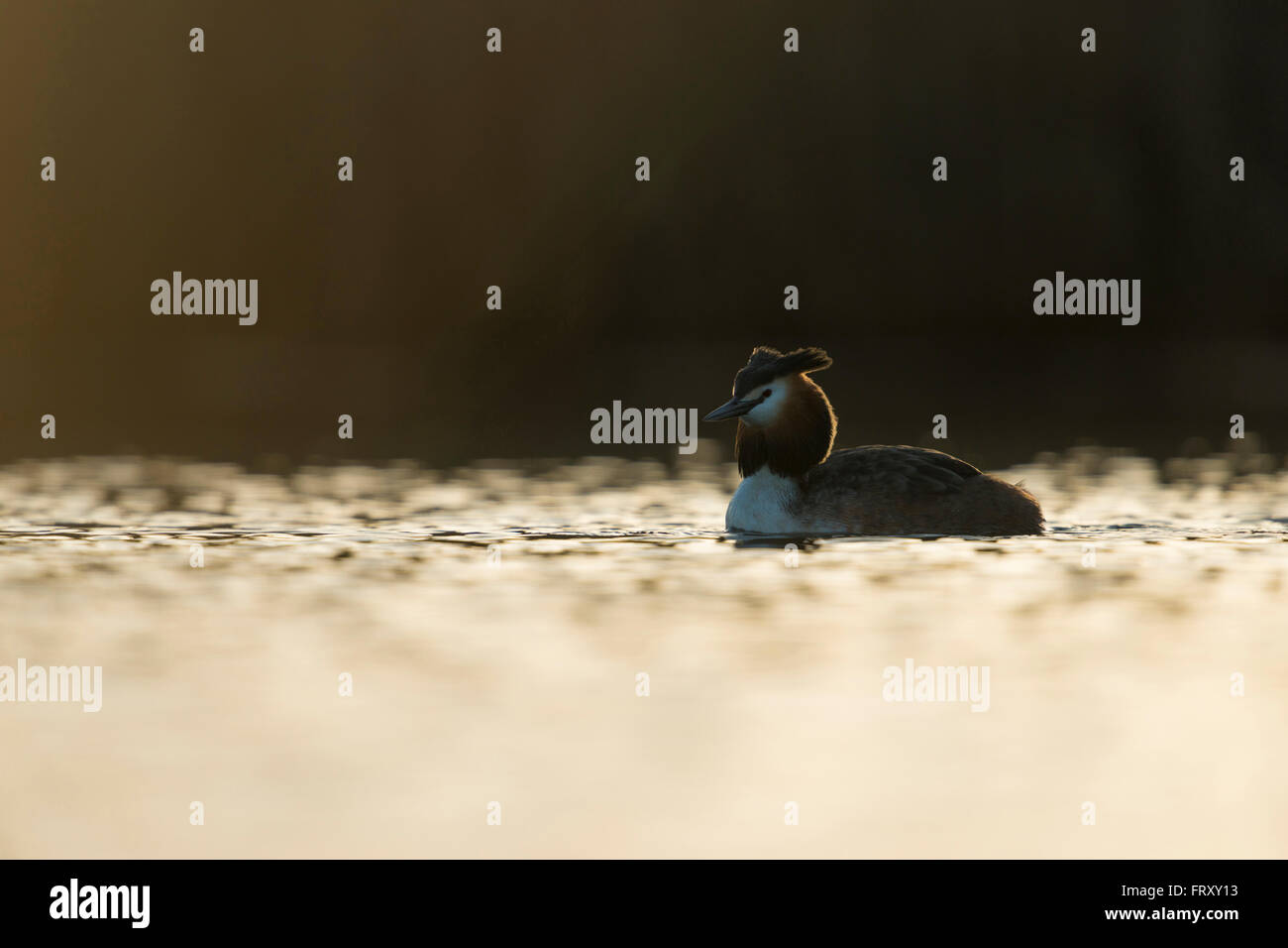 Great Crested Grebe (Podiceps cristatus) schwimmt entspannt auf einem kleinen Naturteich, frühmorgendliche Hinterleuchtung, Tierwelt, Europa. Stockfoto