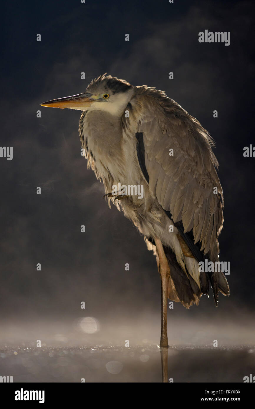 Graue Reiher (Ardea Cinerea) stehen im Wasser, Nebel, Nationalpark Kleinkumanien, Ungarn Stockfoto