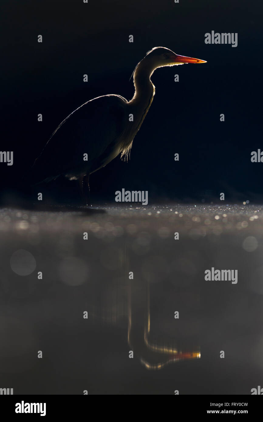 Graue Reiher (Ardea Cinerea) stehen im Wasser, Silhouette, Hintergrundbeleuchtung, Nationalpark Kleinkumanien, Ungarn Stockfoto