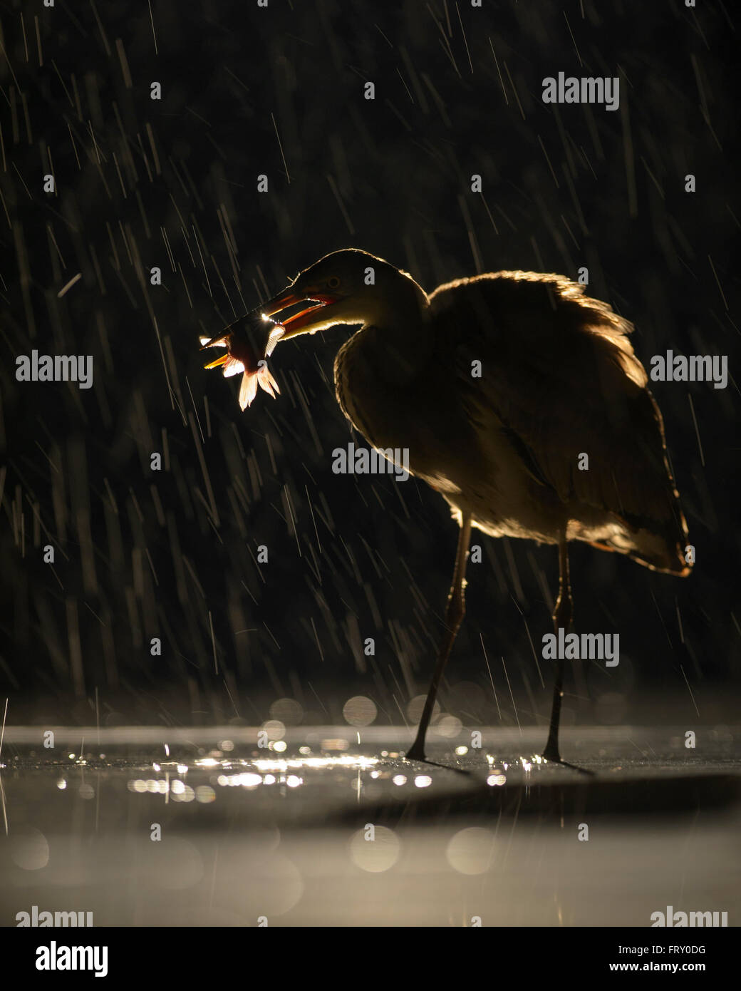 Graureiher (Ardea Cinerea) bei starkem Regen, preyed Fisch, stark Hintergrundbeleuchtung Nationalpark Kleinkumanien, Ungarn Stockfoto