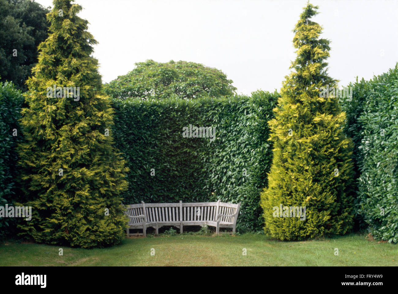 Koniferen beiderseits der halbrunden hölzernen Sitzgelegenheiten gegen hohen Beschnittene Hecke im großen Bauerngarten Stockfoto