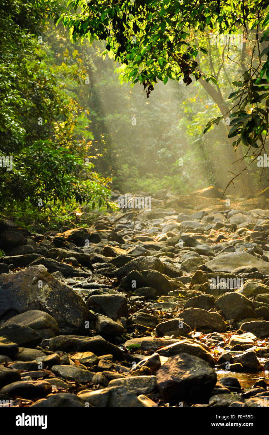 Sommer-Sonnenstrahlen fallen auf einem trockenen und felsigen Bachbett in dichten Laubwald. Stockfoto