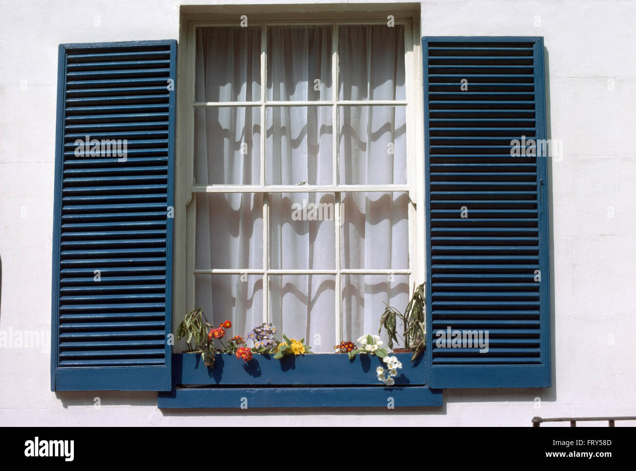 Nahaufnahme eines Fensters mit blauen Louvre Fensterläden und Gardinen Stockfoto