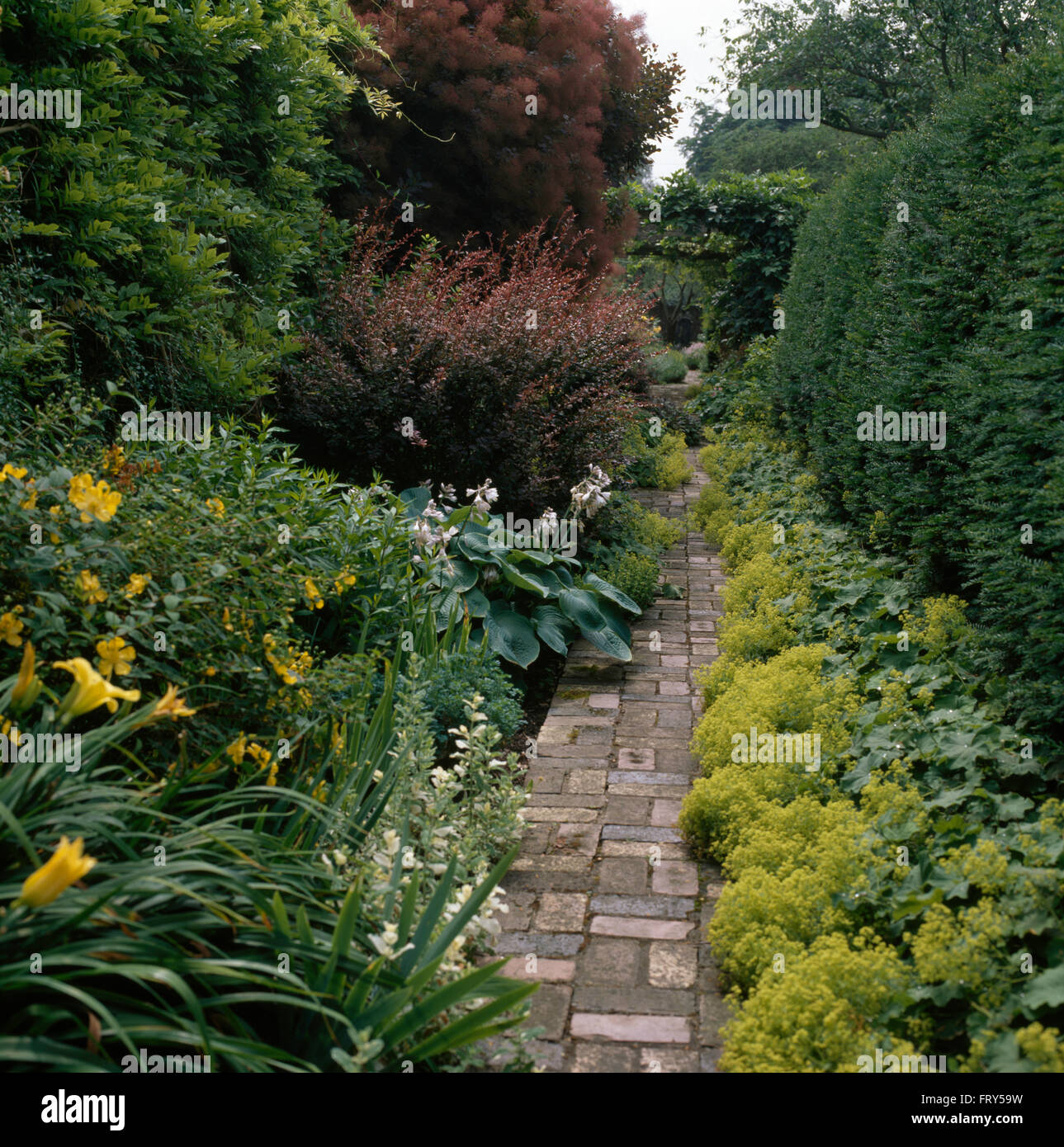 Gelbe Hemerocallis und Alchemilla Mollis in Grenzen, die beiderseits der gepflasterten Weg zwischen im Bauerngarten Hecken Stockfoto