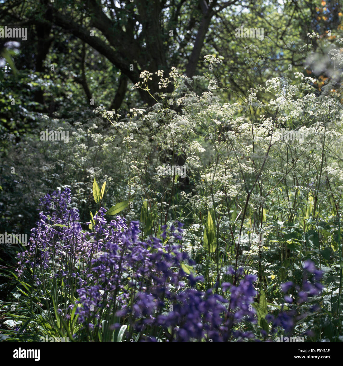 Glockenblumen und Kuh Petersilie in wilde Blume Grenze in einem großen Land-Garten im Frühling Stockfoto