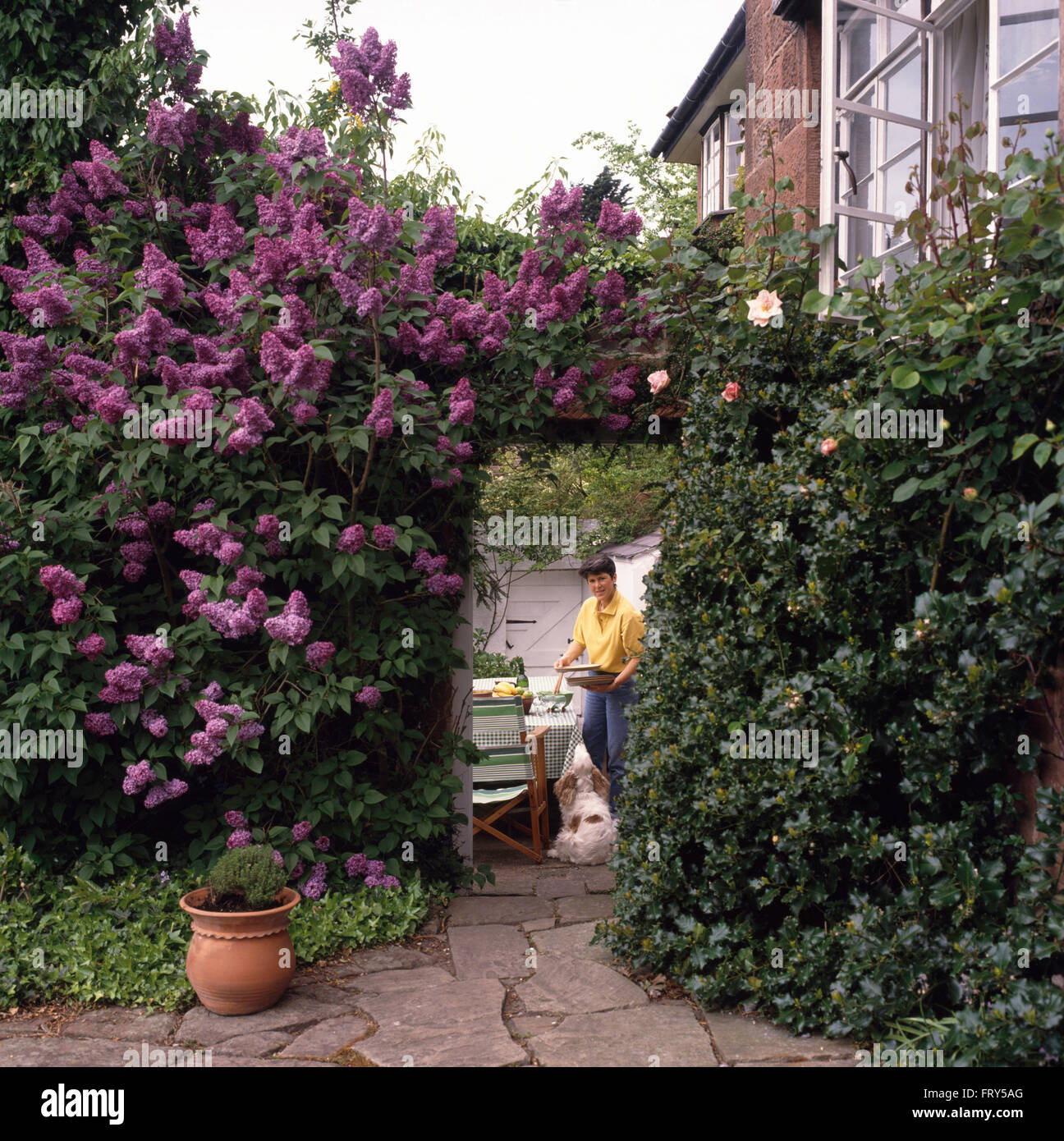 Frau mit Hund auf Terrasse gesehen durch Eingang der ummauerten Garten mit lila lila für nur zur redaktionellen Nutzung Stockfoto