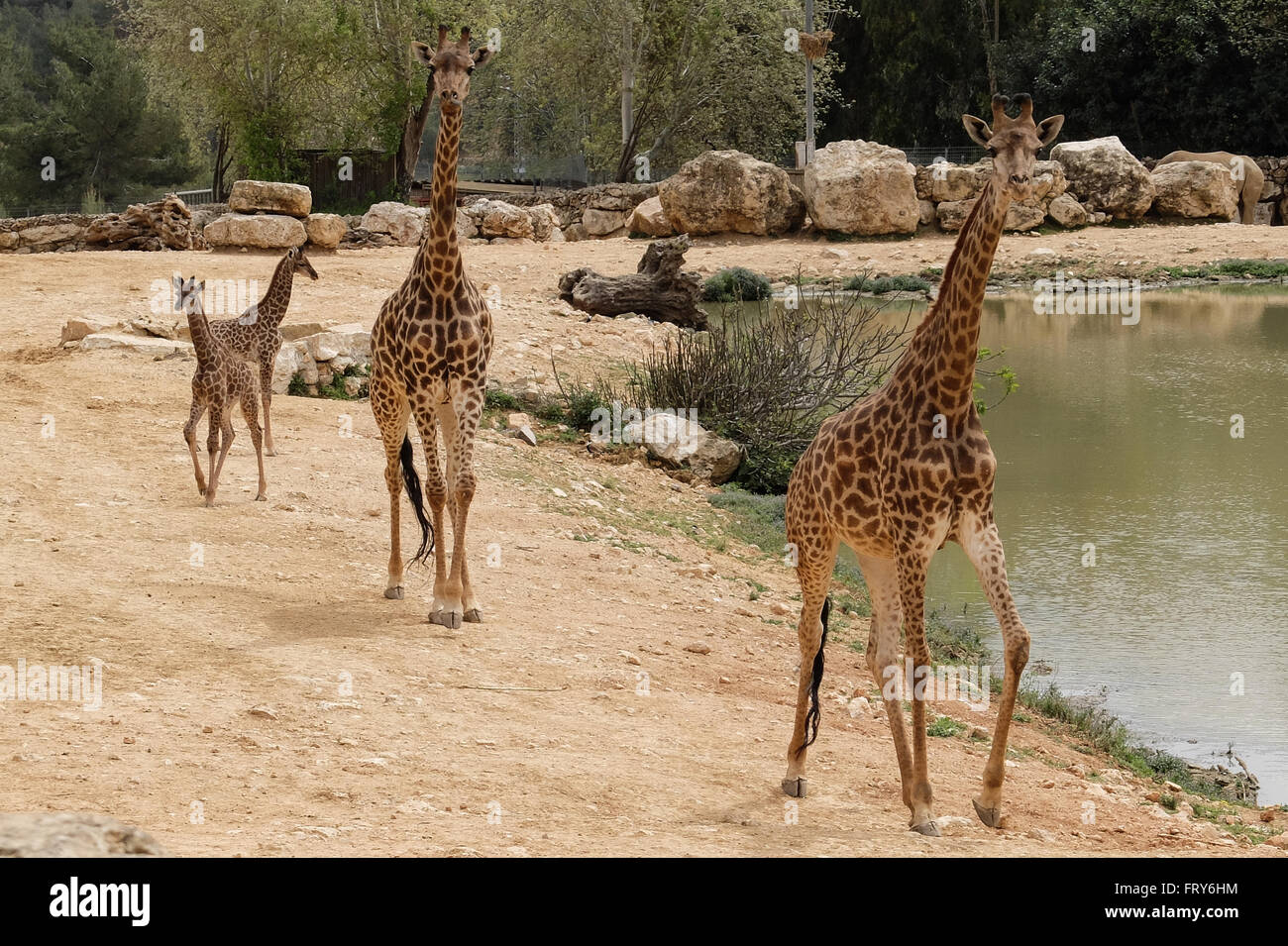 Jerusalem, Israel. 24. März 2016. Die Jerusalem biblischen Zoo begrüßt zwei Kälber in Neugeborenen South African Giraffe (Giraffa Giraffe Giraffa) in das afrikanische Tiere-Gehäuse für die Öffentlichkeit geöffnet. Adis, Männlich, zwei Wochen alt, wurde geboren, um Mutter Akea und Rotem, Weiblich, einen Monat alt, Mutter Yasmin geboren wurde. Die Kälber werden zweite Generation Jerusalem geboren bis zu den Großeltern in einer Auktion aus Südafrika gekauft. Rio, Männlich, zeugte beide Kälber. Bildnachweis: Nir Alon/Alamy Live-Nachrichten Stockfoto