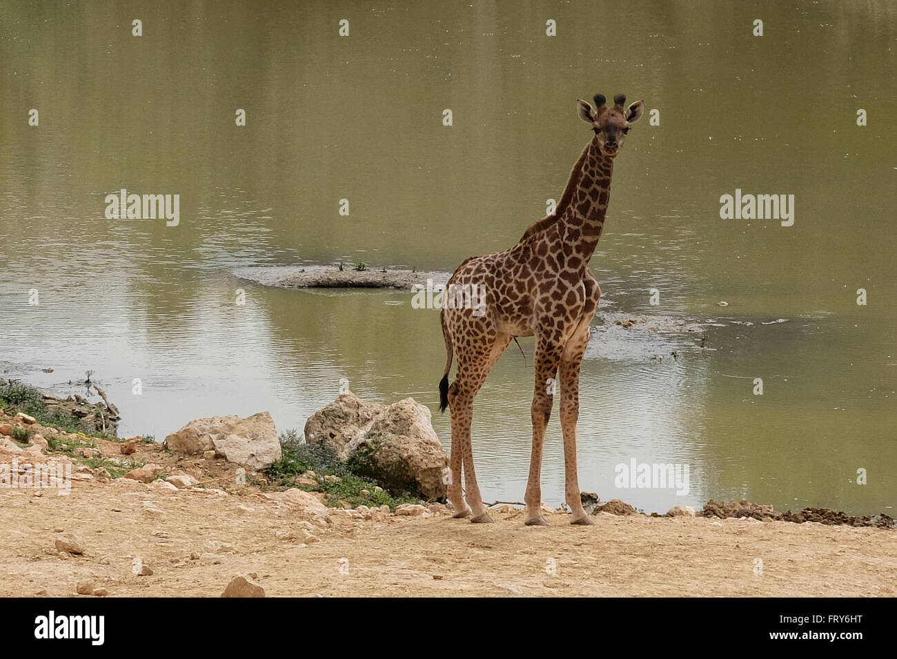 Jerusalem, Israel. 24. März 2016. Die Jerusalem biblischen Zoo begrüßt zwei Kälber in Neugeborenen South African Giraffe (Giraffa Giraffe Giraffa) in das afrikanische Tiere-Gehäuse für die Öffentlichkeit geöffnet. Adis, Männlich, zwei Wochen alt, wurde geboren, um Mutter Akea und Rotem, Weiblich, einen Monat alt, Mutter Yasmin geboren wurde. Die Kälber werden zweite Generation Jerusalem geboren bis zu den Großeltern in einer Auktion aus Südafrika gekauft. Rio, Männlich, zeugte beide Kälber. Bildnachweis: Nir Alon/Alamy Live-Nachrichten Stockfoto