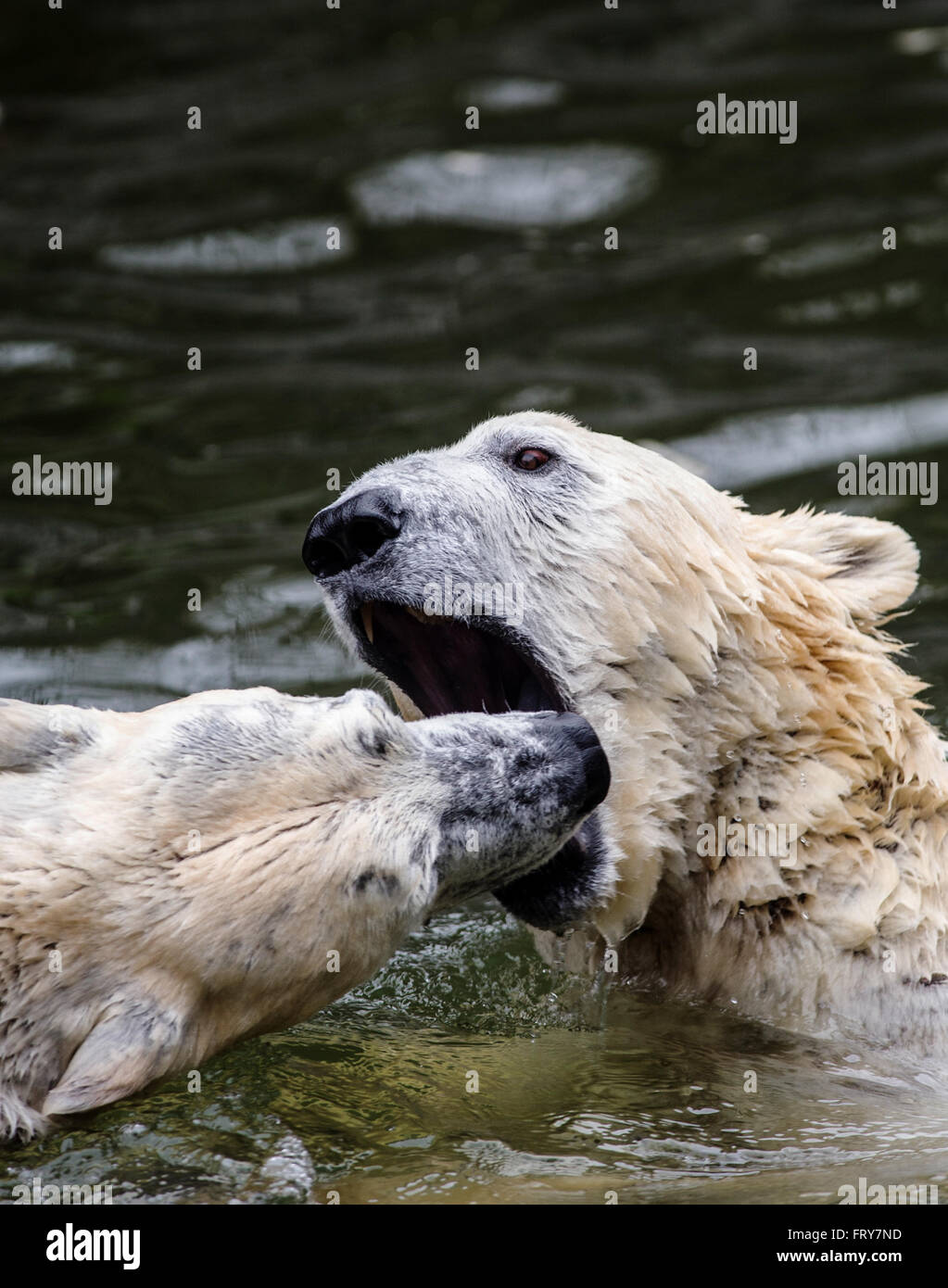 Berlin, Deutschland. 24. März 2016. Eisbären Wolodja und Tonja spielen in ihrem Gehege im Zoo in Berlin, Deutschland, 24. März 2016. Foto: PAUL ZINKEN/Dpa/Alamy Live News Stockfoto