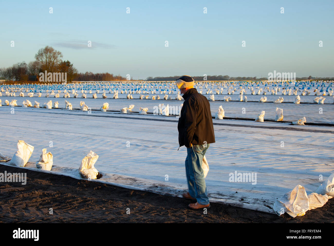 Frühlingssalat wächst unter Gartenvlies in Burscough, Lancashire, Großbritannien März, 2016. Wetter in Großbritannien. Eine Landschaft, die mit weißem Vlies bedeckt ist, während Bauern Satellitenanlagen nutzen, um ihre Felder zu plündern und die Salatsämlinge dieser Saison zu Pflanzen. Gartenvlies ist ein dünnes, unverwebtes Polypropylengewebe, das als schwimmende Mulche verwendet wird, um sowohl frühe als auch späte Pflanzen und andere empfindliche Pflanzen vor kaltem Wetter und Frost sowie Insektenschädlingen während der normalen Vegetationsperiode zu schützen. Stockfoto