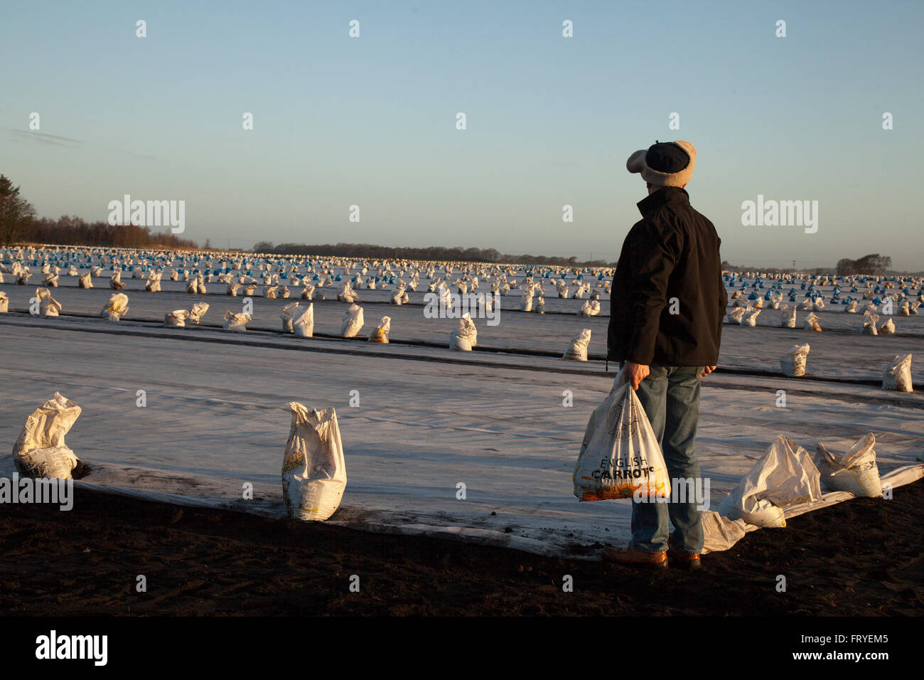 Frühlingssalat wächst unter Gartenvlies in Burscough, Lancashire, Großbritannien März, 2016. Wetter in Großbritannien. Eine Landschaft, die mit weißem Vlies bedeckt ist, während Bauern Satellitenanlagen nutzen, um ihre Felder zu plündern und die Salatsämlinge dieser Saison zu Pflanzen. Gartenvlies ist ein dünnes, unverwebtes Polypropylengewebe, das als schwimmende Mulche verwendet wird, um sowohl frühe als auch späte Pflanzen und andere empfindliche Pflanzen vor kaltem Wetter und Frost sowie Insektenschädlingen während der normalen Vegetationsperiode zu schützen. Stockfoto