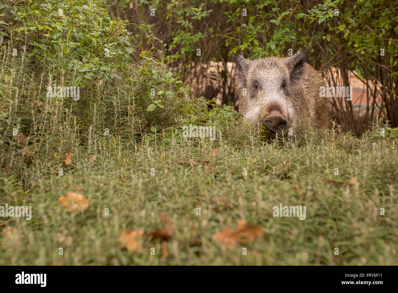 Ein Wildschwein (Sus Scrofa) fotografiert in Israel im Januar Stockfoto