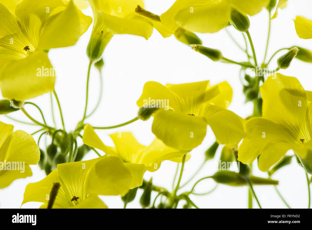 Hinterleuchtete Blütenblätter fotografiert auf einem Leuchttisch Stockfoto