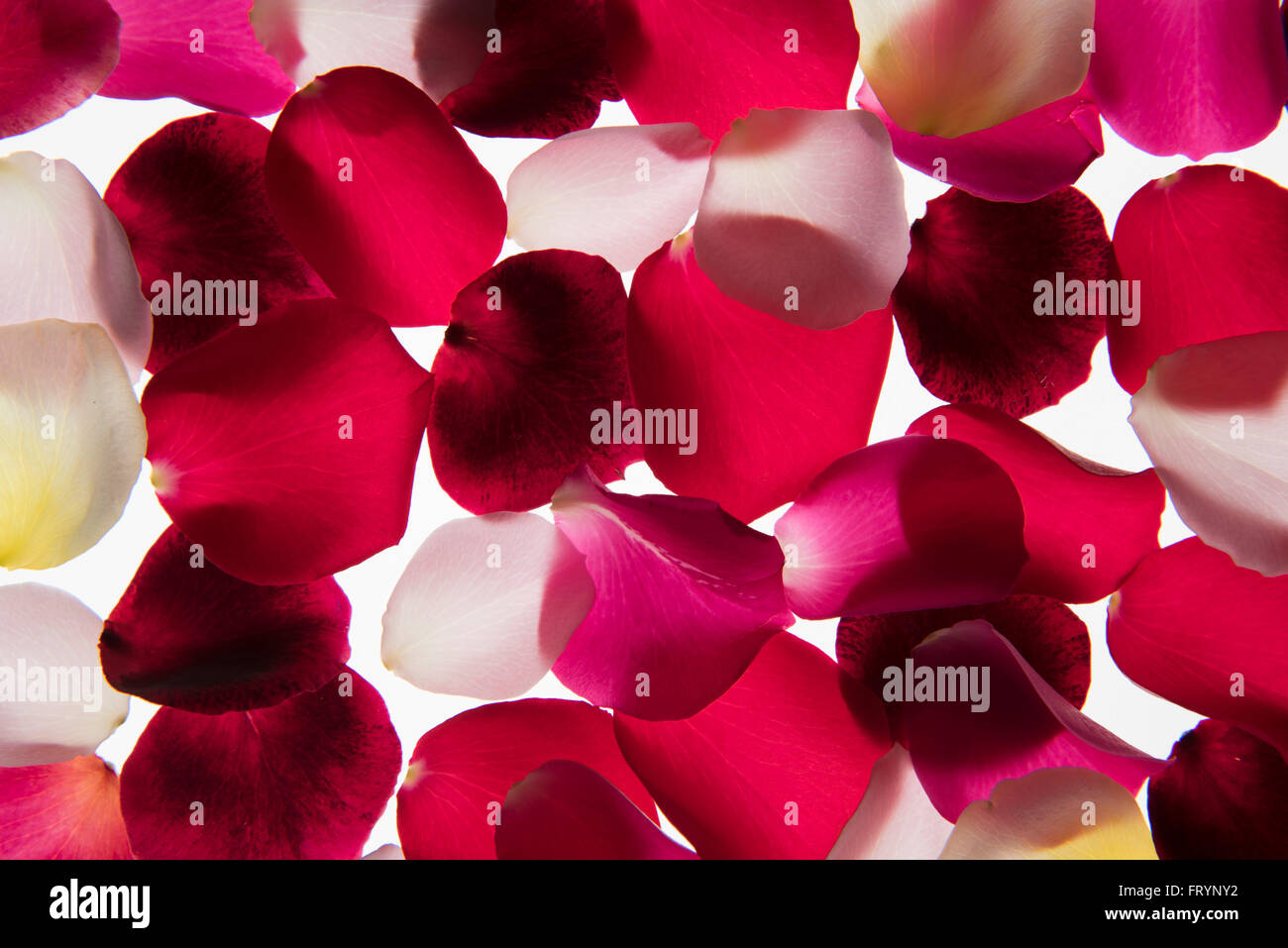 Hinterleuchtete Blütenblätter fotografiert auf einem Leuchttisch Stockfoto