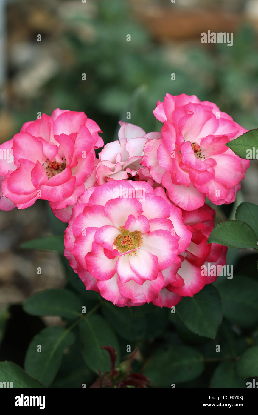 Doppelte Freude-Rosen in voller Blüte Stockfoto