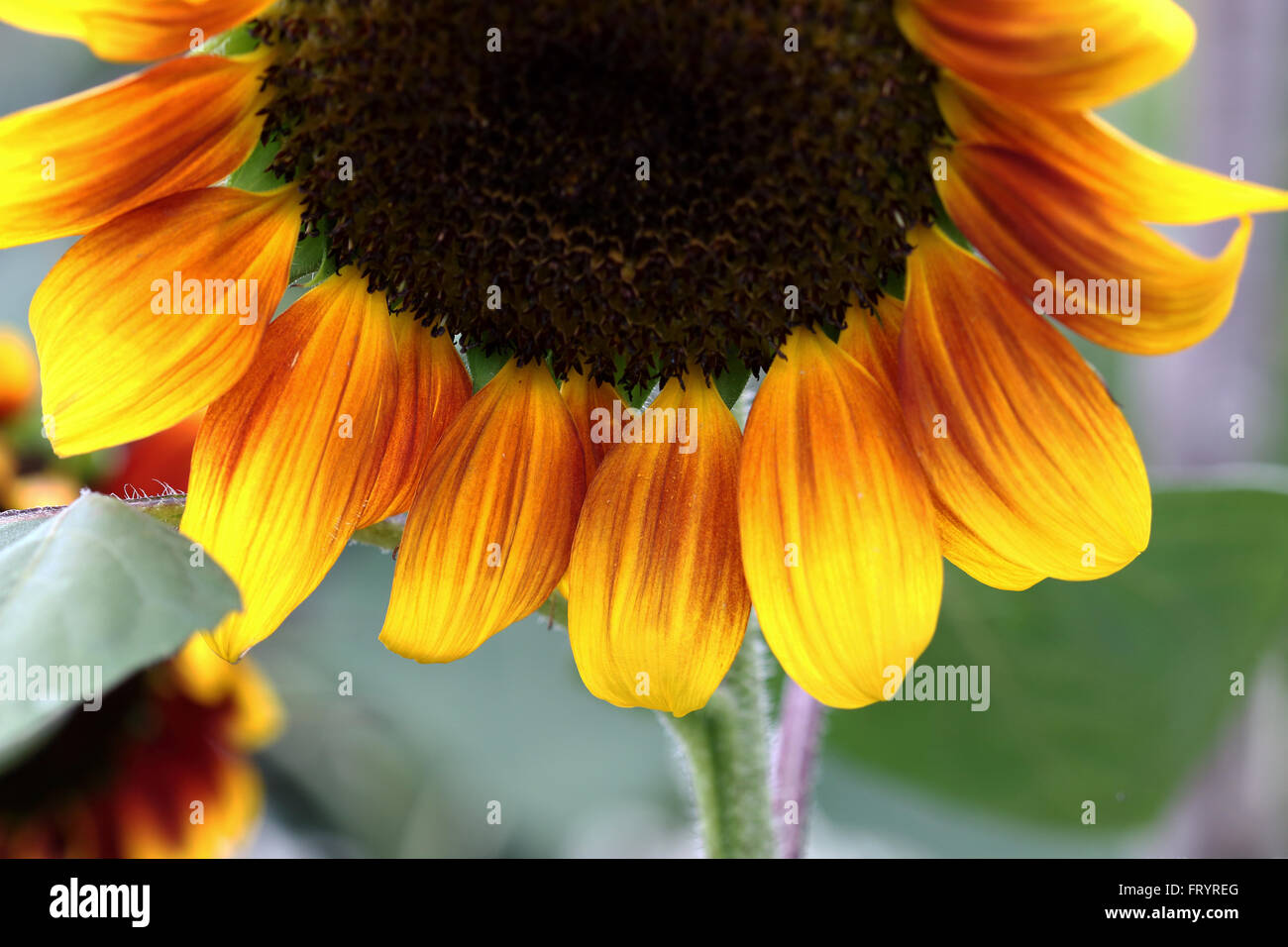 Helianthus Annuus oder bekannt als Golden Prominenz F1 Sonnenblume Stockfoto