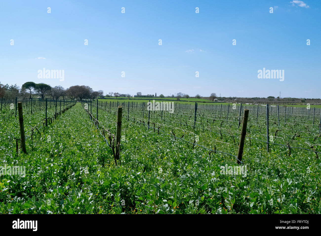 Bio-Weinberg von Apulien. Stockfoto