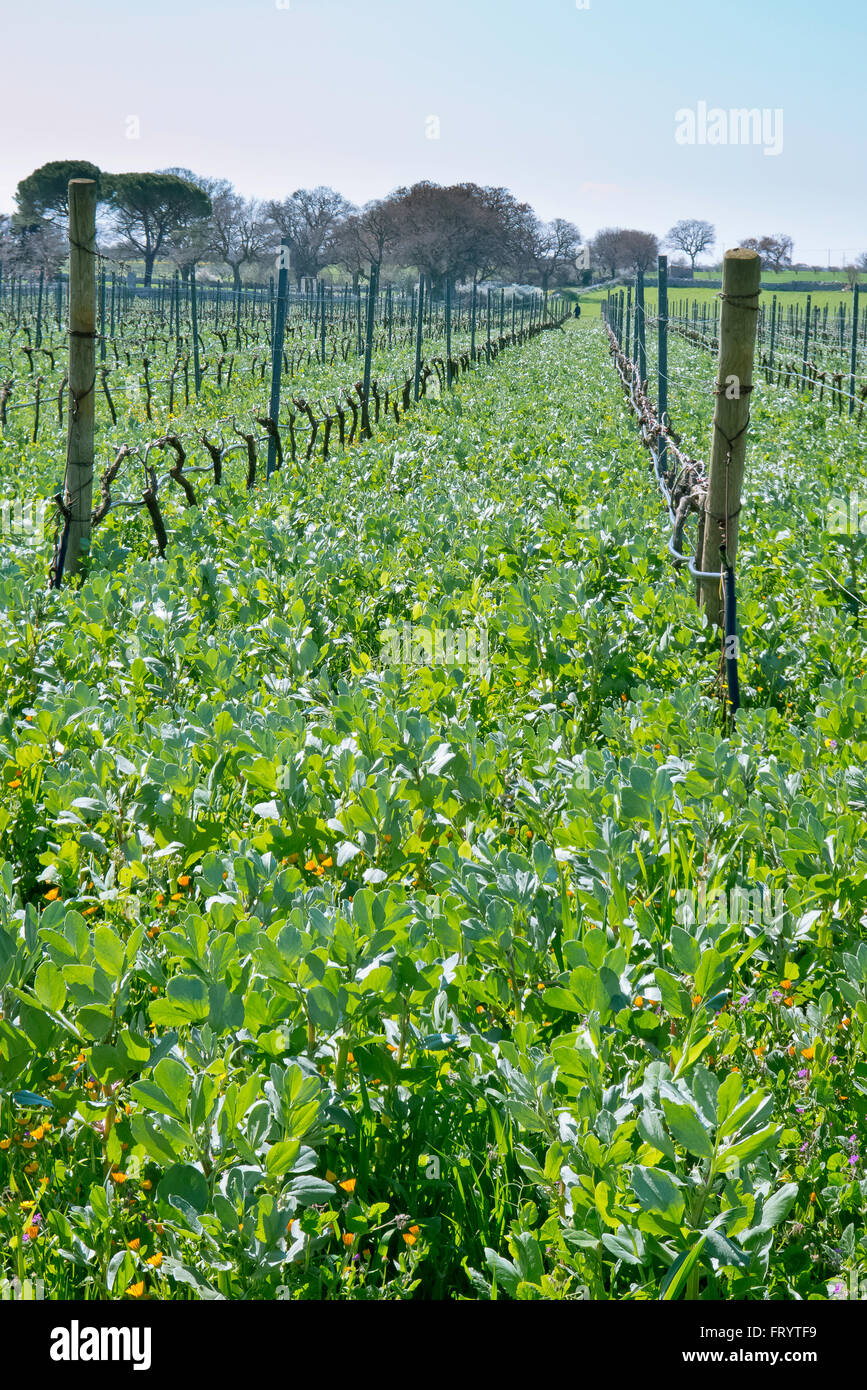 Bio weinberg wachsen in der heißen Sonne des Frühlings in Apulien. Stockfoto